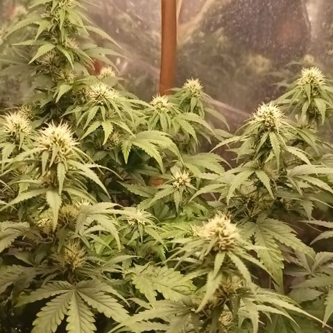 Bainillasky growlog photo: Familia de cocos.