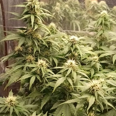 Bainillasky growlog photo: Familia de cocos.