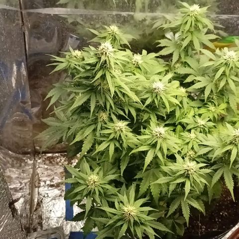 Bainillasky growlog photo: Familia de cocos.