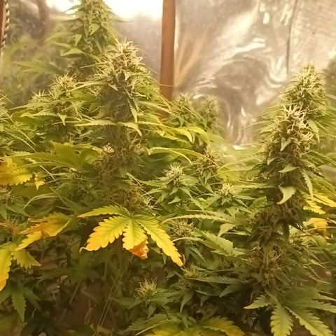 Bainillasky growlog photo: Formato