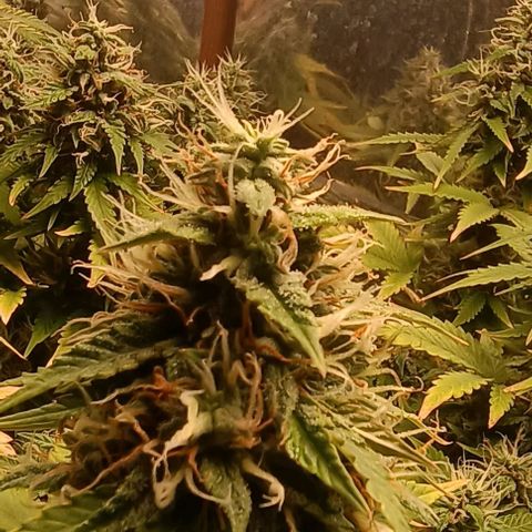 Bainillasky growlog timeline photo