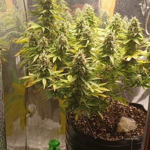 Bainillasky growlog timeline photo