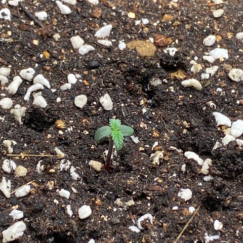 #21 growlog timeline photo