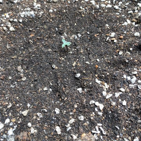 #21 growlog photo: #2 #5 #16 #17 #22