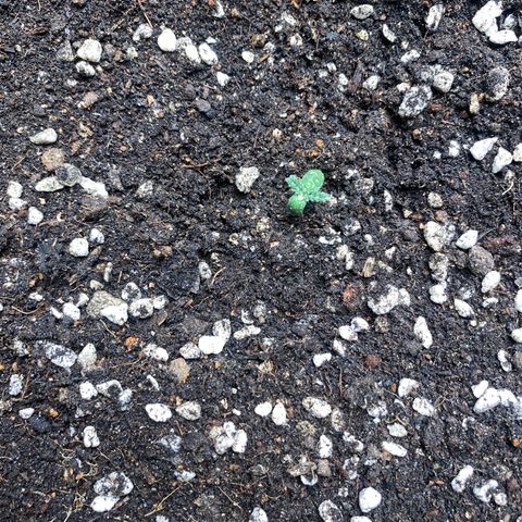 #21 growlog photo: #2 #5 #16 #17 #22