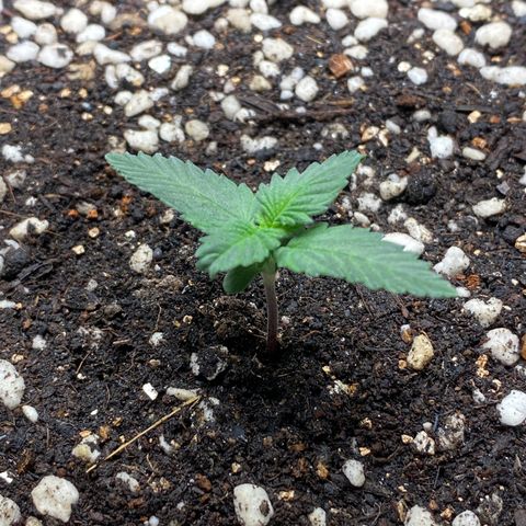 #21 growlog timeline photo