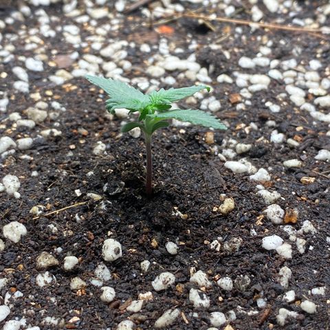 #21 growlog timeline photo