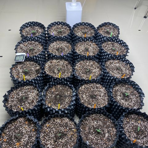 #21 growlog timeline photo