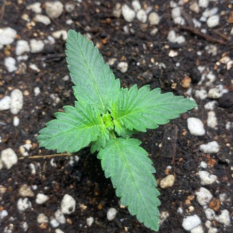#21 growlog timeline photo