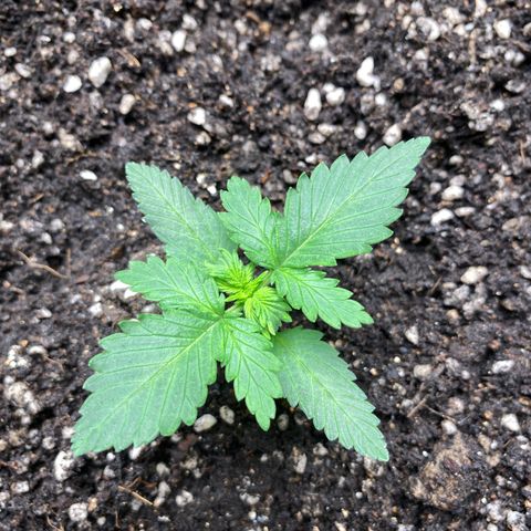 #21 growlog timeline photo
