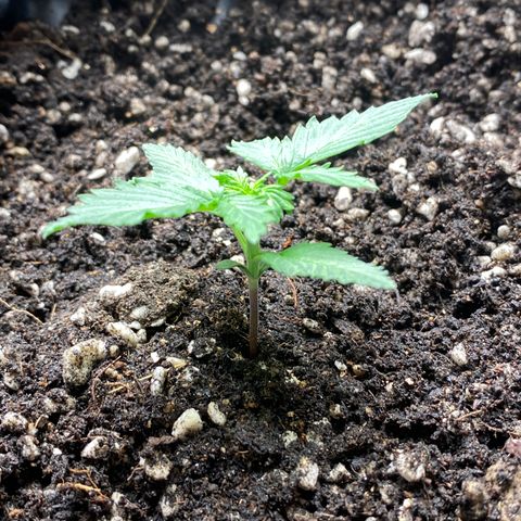 #21 growlog timeline photo