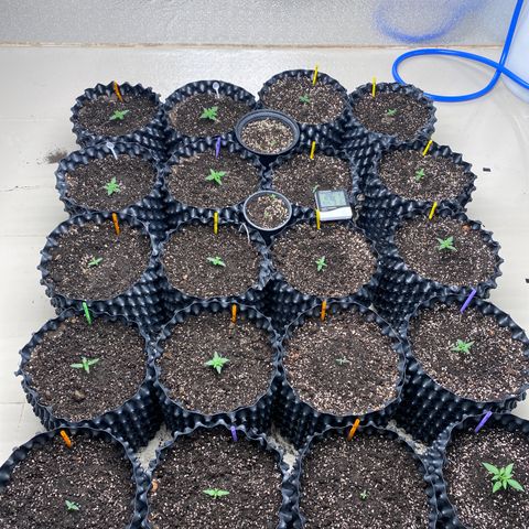 #21 growlog timeline photo