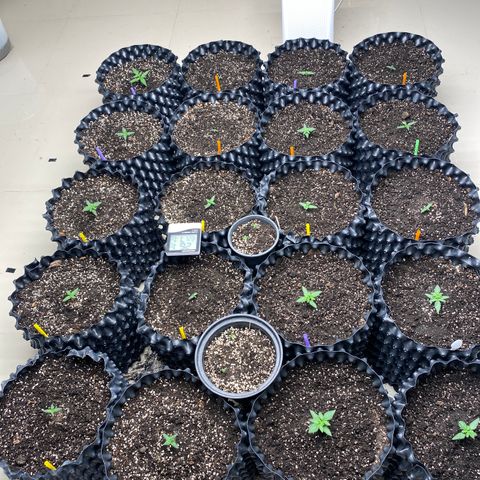 #21 growlog timeline photo