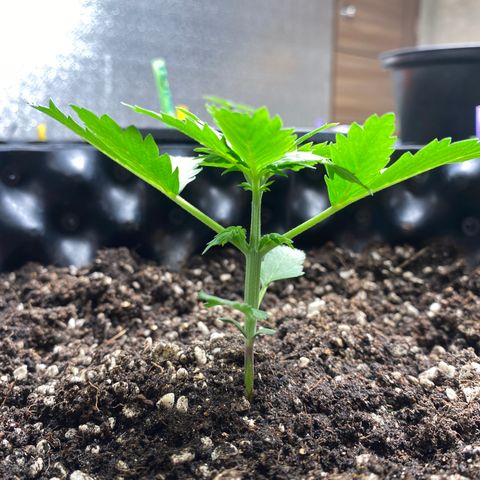 #21 growlog timeline photo