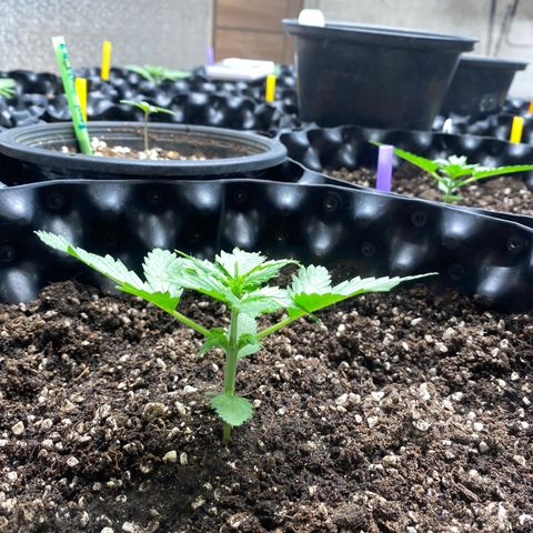 #21 growlog timeline photo