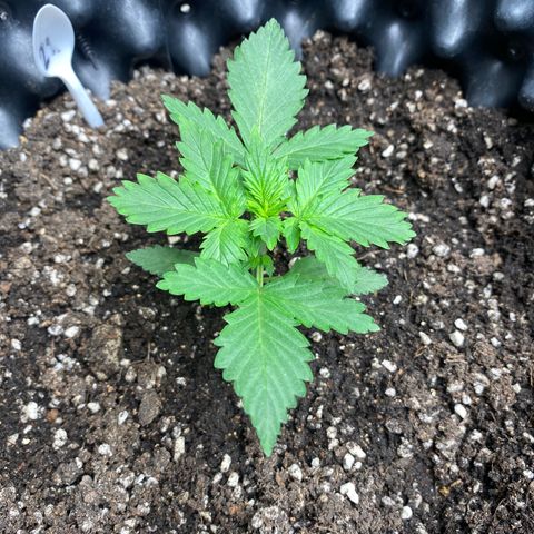 #21 growlog timeline photo