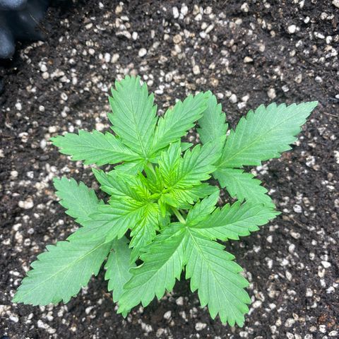 #21 growlog timeline photo