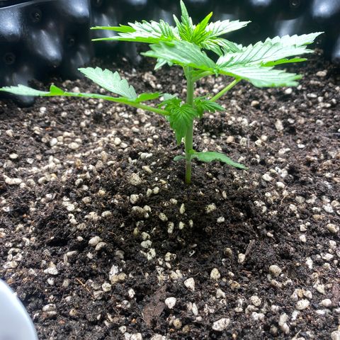 #21 growlog timeline photo