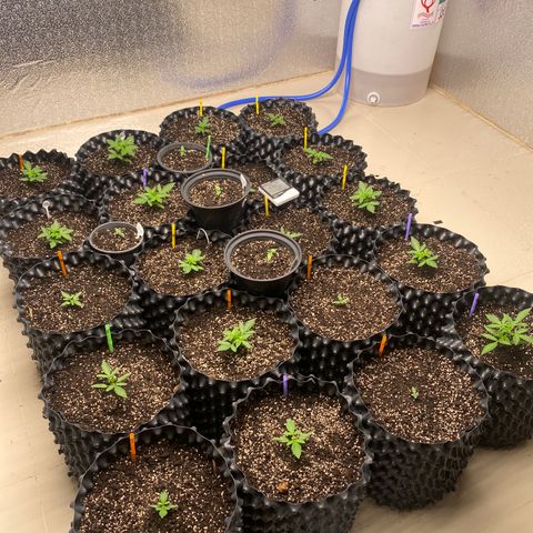 #21 growlog timeline photo