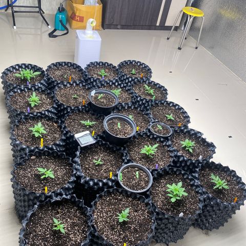 #21 growlog timeline photo