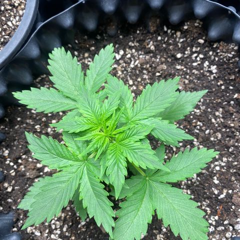 #21 growlog timeline photo