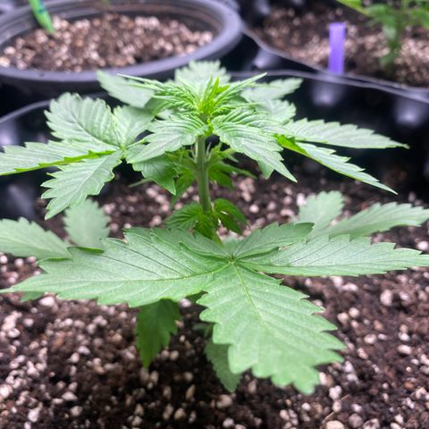 #21 growlog timeline photo