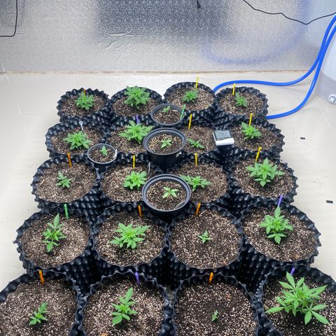 #21 growlog timeline photo