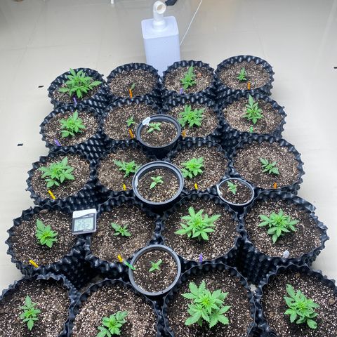#21 growlog timeline photo