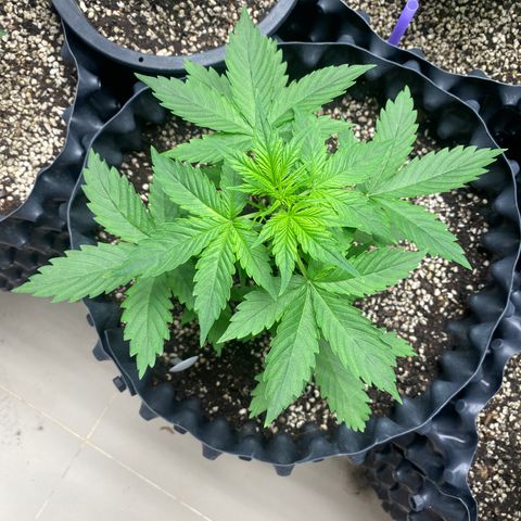 #21 growlog timeline photo