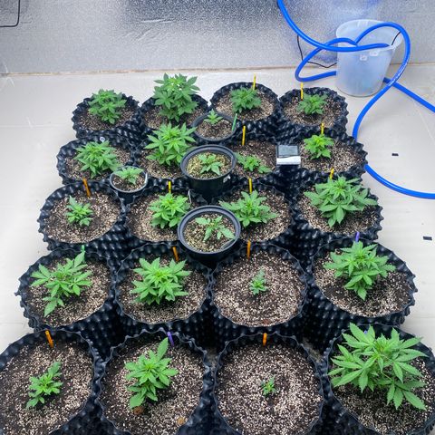 #21 growlog timeline photo