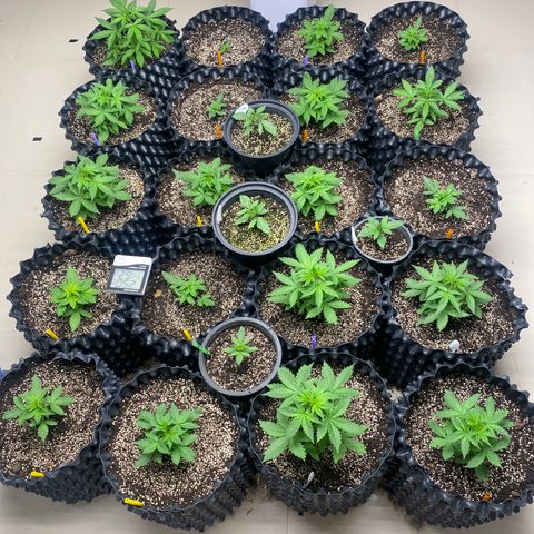 #21 growlog timeline photo