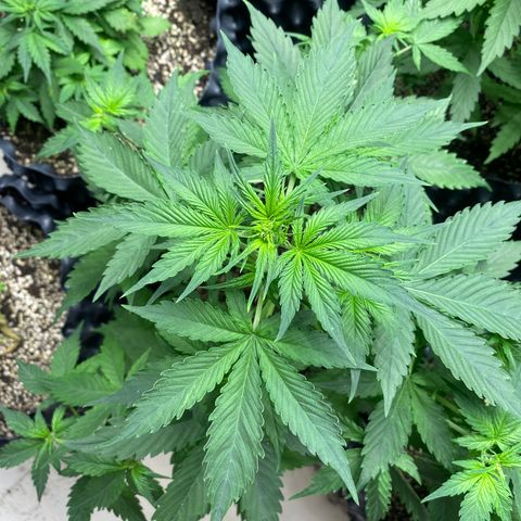 #21 growlog timeline photo