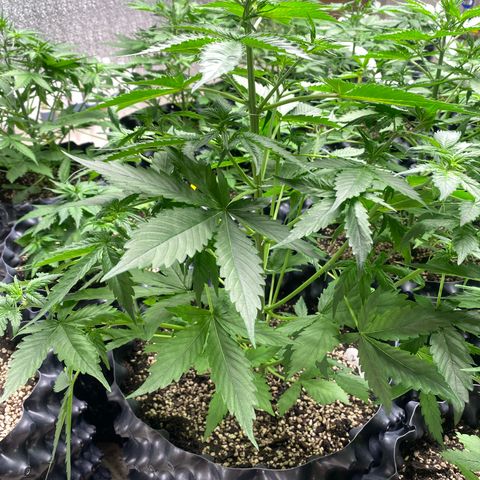 #21 growlog timeline photo