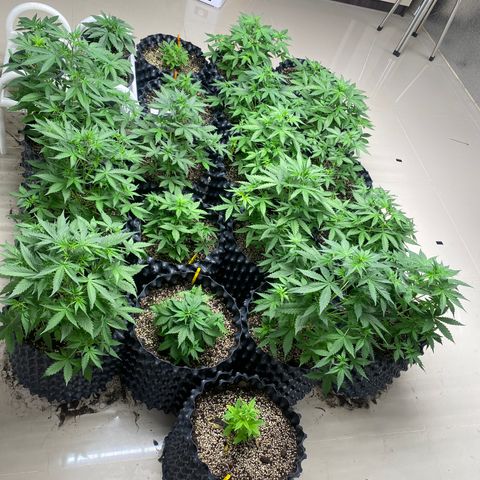 #21 growlog timeline photo