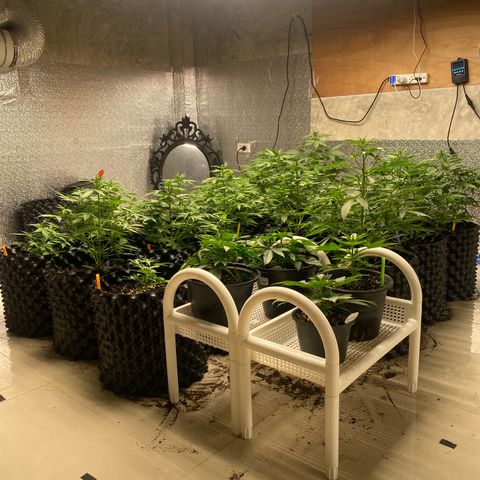 #21 growlog timeline photo