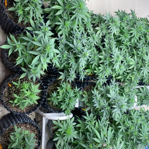 #21 growlog timeline photo