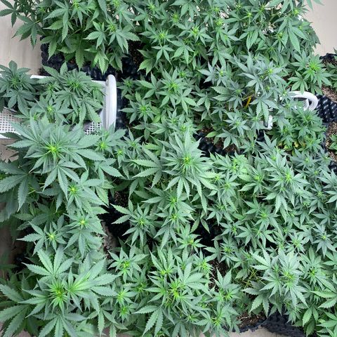 #21 growlog timeline photo