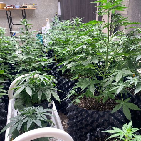 #21 growlog timeline photo