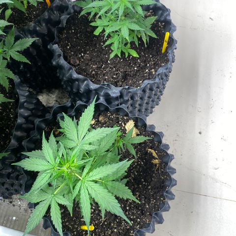 #21 growlog timeline photo