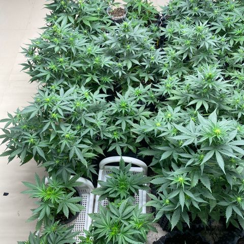 #21 growlog timeline photo