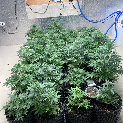 #21 growlog timeline photo
