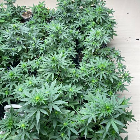 #21 growlog timeline photo