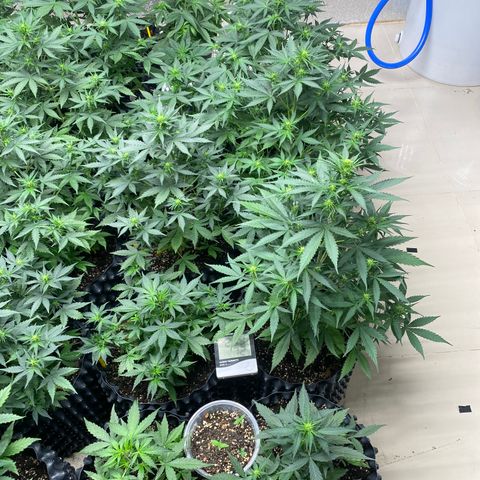#21 growlog timeline photo