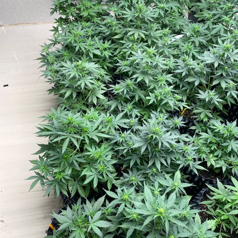 #21 growlog timeline photo