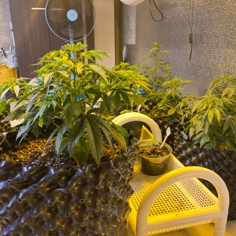 #21 growlog timeline photo