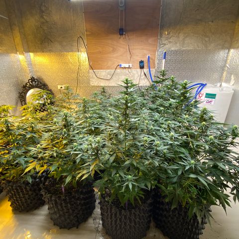 #21 growlog timeline photo