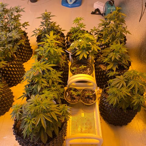 #21 growlog timeline photo