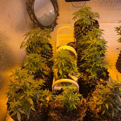 #21 growlog timeline photo