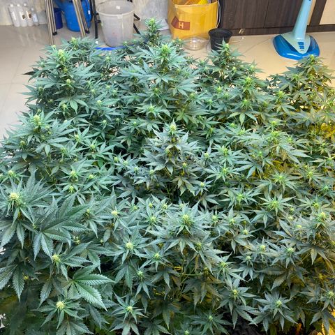 #21 growlog timeline photo