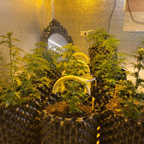 #21 growlog timeline photo